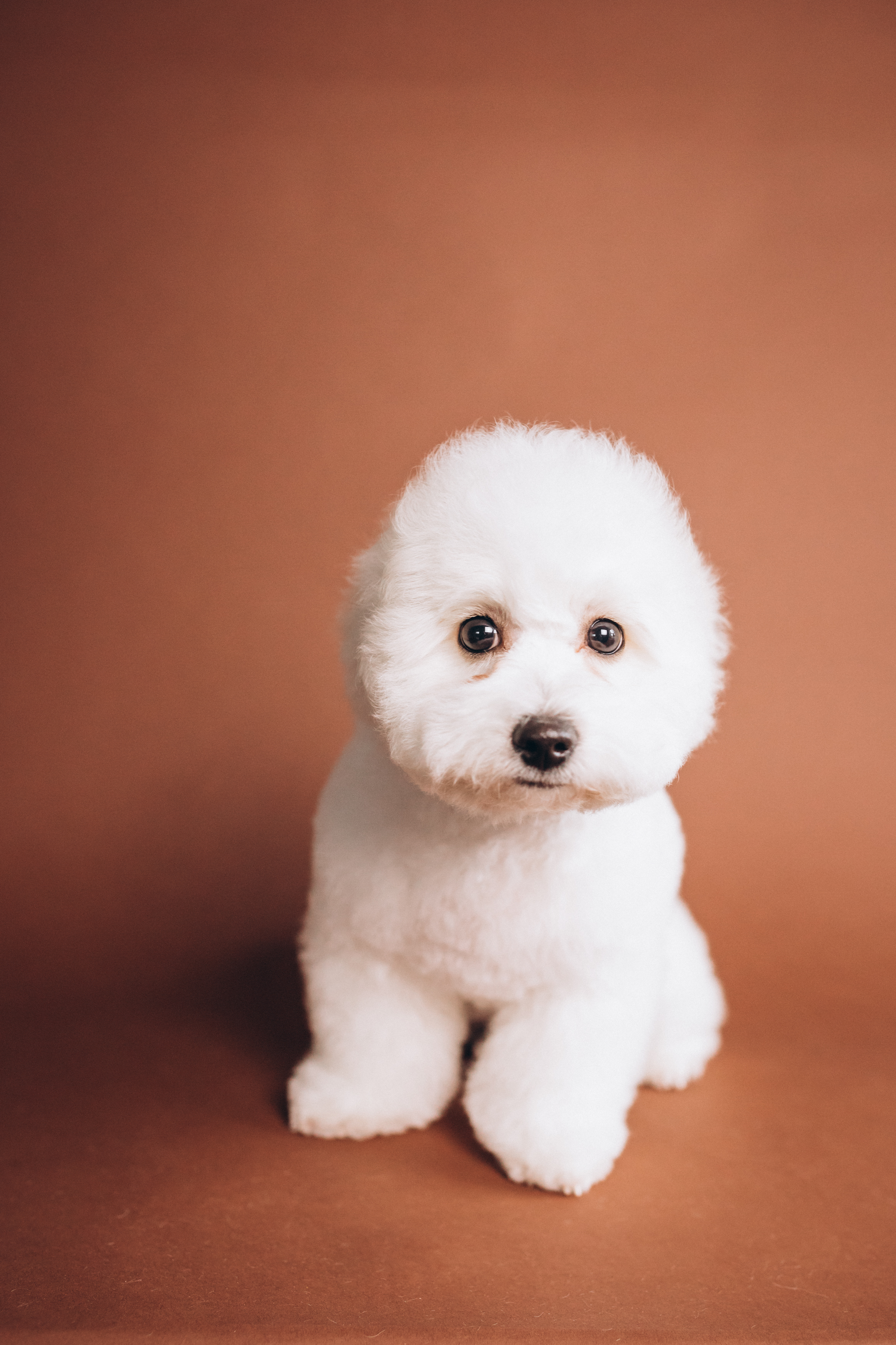What Is a Puppy Cut?: Read This to Get the Look You're Hoping For